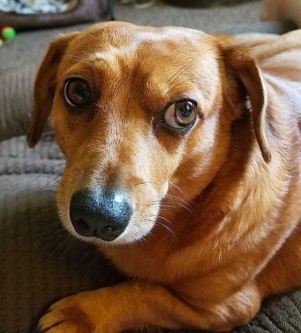 Toby is registered to the contest to win money with this photo: austrian_pinscher, beagador, beagle, canidae, carnivore, companion_dog, dog, dog_breed, eye, fawn, harrier, mammal, mountain_cur, nose, rare_breed_dog, snout, sporting_group, vertebrate, whiskers