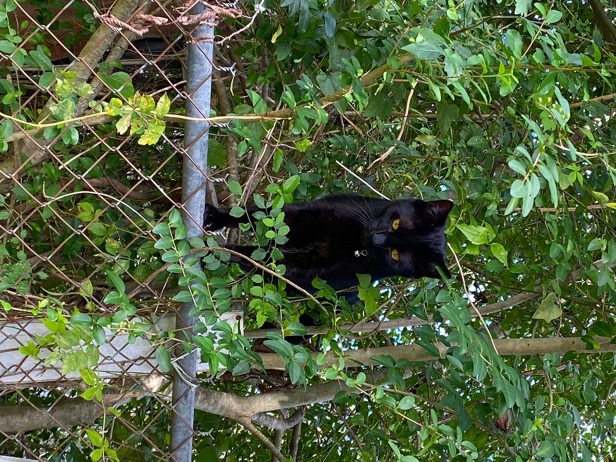 Springer is registered to the contest to win money with this photo: carnivore, cat, felidae, fence, grass, groundcover, jungle, mesh, plant, tail, terrestrial_animal, tree, twig, wildlife, wire_fencing