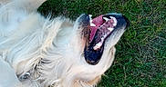 Arrow participe au concours pour gagner de l'argent avec cette photo : animal_portrait, close_up, collar, dog, fluffy, funny_expression, golden_retriever, grass, happy, long_hair, lying_down, open_mouth, outdoor, pet, playful, red_collar, smiling, teeth, tongue, white_fur