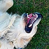 animal_portrait, close_up, collar, dog, fluffy, funny_expression, golden_retriever, grass, happy, long_hair, lying_down, open_mouth, outdoor, pet, playful, red_collar, smiling, teeth, tongue, white_fur