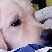 Arrow participe au concours pour gagner de l'argent avec cette photo : bed, bedroom, blanket, blue_blanket, close_up, cute, dog, eye, fluffy, fur, indoor, lying_down, muzzle, nose, pet, portrait, resting, sleepy, white_blanket, white_dog