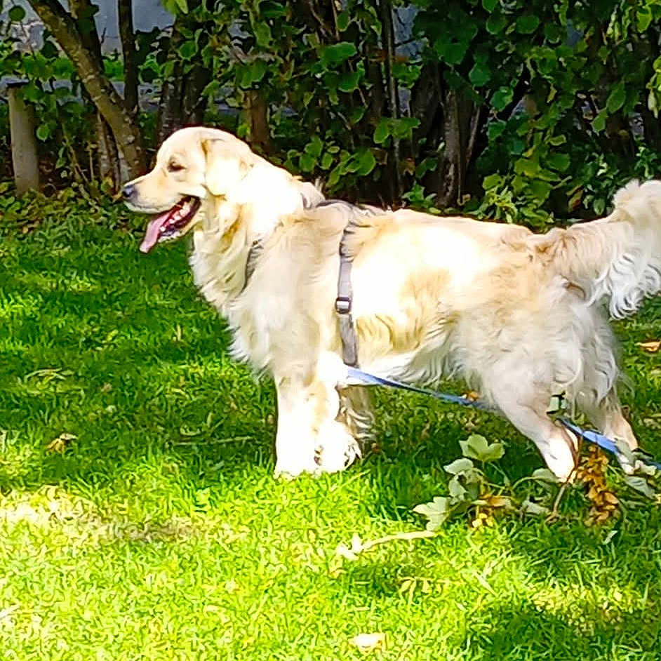 Arrow a rejoint le concours — aidez-le/la à gagner de superbes lots ! backyard, canine, dog, fluffy, garden, golden_retriever, grass, greenery, harness, lawn, leash, long_hair, outdoor, pet, shrubs, standing, sunlight, tongue_out, trees, walking