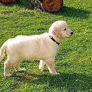 Arrow a rejoint le concours — aidez-le/la à gagner de superbes lots ! puppy, dog, grass, outdoor, log, tree_log, nature, pet, young_dog, collar, greenery, sunlight, animal, canine, fur, side_view, standing, playful, park, daytime