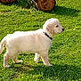 puppy, dog, grass, outdoor, log, tree_log, nature, pet, young_dog, collar, greenery, sunlight, animal, canine, fur, side_view, standing, playful, park, daytime
