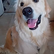 Arrow a rejoint le concours — aidez-le/la à gagner de superbes lots ! dog, golden_retriever, pet, animal, portrait, close_up, happy, smiling, open_mouth, tongue, floppy_ears, long_fur, cream_coat, indoors, hallway, tiled_floor, home, birthday, text_overlay, french_text