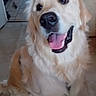 Arrow a rejoint le concours — aidez-le/la à gagner de superbes lots ! animal, birthday, close_up, cream_coat, dog, floppy_ears, french_text, golden_retriever, hallway, happy, home, indoors, long_fur, open_mouth, pet, portrait, smiling, text_overlay, tiled_floor, tongue