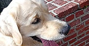 Arrow a rejoint le concours — aidez-le/la à gagner de superbes lots ! dog, puppy, golden_retriever, fluffy, cream_fur, tongue, floppy_ears, nose, collar, leash, outdoor, brick_wall, stone, greenery, garden, closeup, portrait, sitting, cute, animal