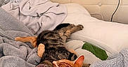 Lucky joined the competition — help win amazing prizes! cat, tabby_cat, orange_cat, blanket, bed, cozy, sleeping, snuggling, feline, pet, indoor, soft_texture, resting, cuddle, fur, relaxation, comfort, home, pillow, warm