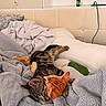 cat, tabby_cat, orange_cat, blanket, bed, cozy, sleeping, snuggling, feline, pet, indoor, soft_texture, resting, cuddle, fur, relaxation, comfort, home, pillow, warm