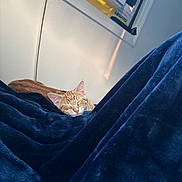 Lucky joined the competition — help win amazing prizes! cat, orange_tabby, sleeping, blanket, blue_blanket, indoor, window, air_conditioner, resting, cozy, pet, feline, relaxing, soft_light, home, comfort, fur, nap, quiet, domestic