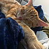 Lucky joined the competition — help win amazing prizes! cat, orange_tabby, sleeping, paw, blanket, blue_blanket, fur, close_up, cozy, resting, domestic_cat, pet, indoor, soft_light, relaxation, whiskers, ears, nap, animal, comfort