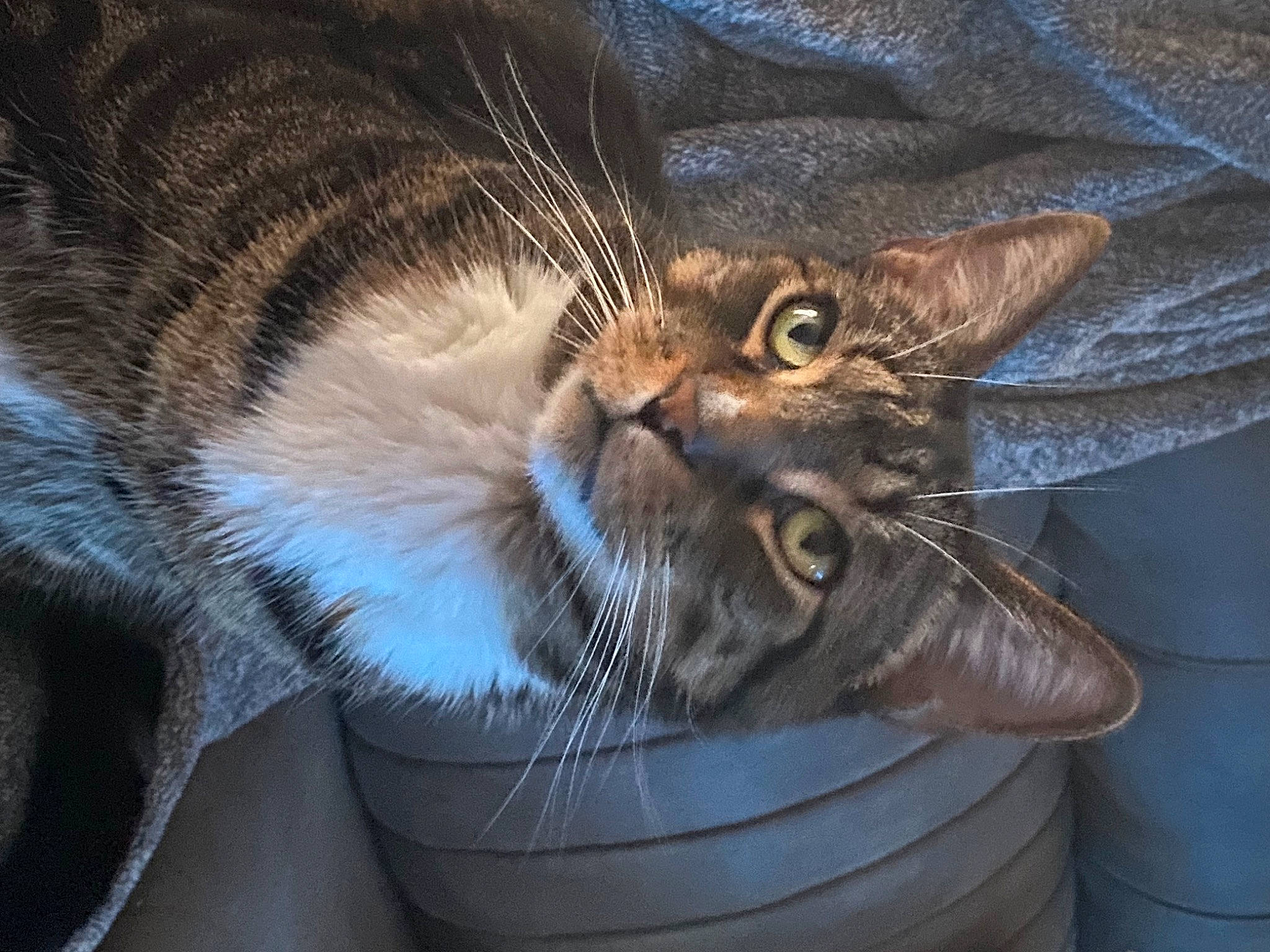 Ricky joined the competition — help win amazing prizes! carnivore, cat, cat_supply, claw, comfort, domestic_short_haired_cat, ear, eye, felidae, fur, gesture, nap, paw, plant, small_to_medium_sized_cats, snout, tail, terrestrial_animal, whiskers, wildlife