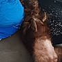 dog, brown_dog, lying_down, relaxed, funny_expression, pet, indoor, casual, person, blue_shirt, black_shirt, white_speckles, fur, belly, small_dog, cute, companion, resting, close_up, home