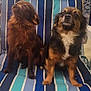dog, small_dog, brown_dog, black_and_brown_dog, sitting, chair, striped_chair, outdoor, pet, fur, cute, companion, animal, canine, relaxed, portrait, two_dogs, furniture, domestic_animal, friendly