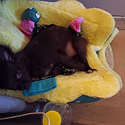 Fleur participe au concours pour gagner de l'argent avec cette photo : dog, yellow_blanket, socks, toy, floor, water_bottle, indoor, pet, cozy, resting, small_dog, black_dog, fur, paw, blanket, colorful, sleepy, cute, animal, pet_bed