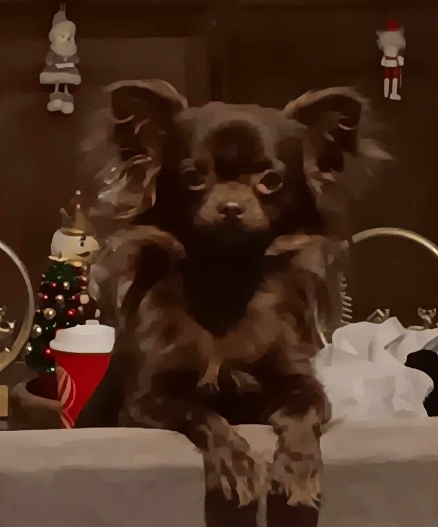 Fleur a rejoint le concours — aidez-le/la à gagner de superbes lots ! dog, pet, animal, fluffy, ears, paws, christmas_tree, holiday_decor, ornaments, table, indoor, brown, cute, festive, cozy, decoration, toys, background, resting, small