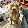 Bruno joined the competition — help win amazing prizes! dog, pitbull, blue_eyes, gold_chain, carpet, living_room, toddler, child, wooden_floor, red_door, toy_basket, rug, furniture, table, television, home_interior, pet, floor, indoor, person
