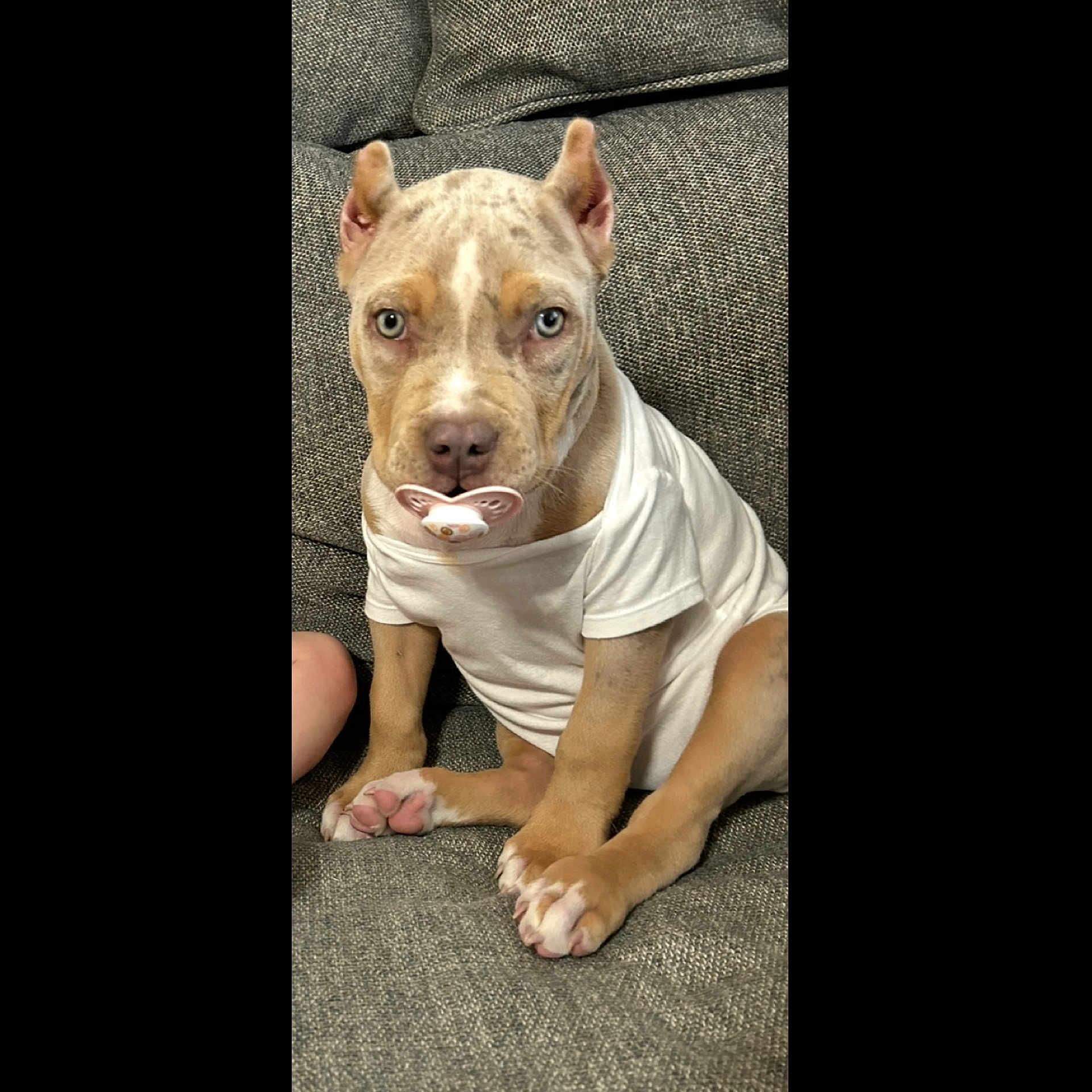 Bruno is registered to the contest to win money with this photo: adorable, animal, couch, cute, dog, domestic_animal, ears, fur, gray_couch, indoor, looking_at_camera, pacifier, paws, pet, pink_paws, puppy, resting, sitting, white_shirt, young_dog