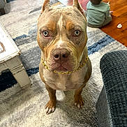 Bruno is registered to the contest to win money with this photo: dog, blue_eyes, golden_chain, serious_expression, carpet, wooden_floor, baby, green_pajamas, indoor, furniture, rug, close_up, pet, domestic, home, child, floor, table, seated, looking_up