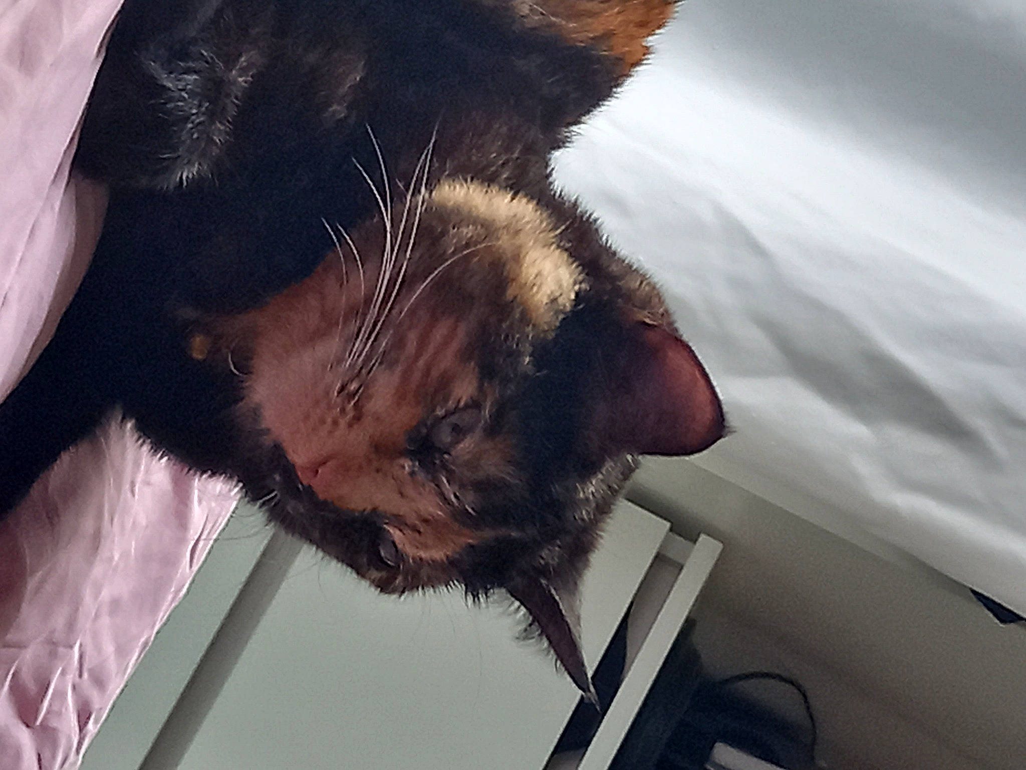 Roxy participe au concours pour gagner de l'argent avec cette photo : beard, canidae, carnivore, cat, claw, comfort, dog_breed, domestic_short_haired_cat, ear, facial_hair, felidae, fur, nap, paw, small_to_medium_sized_cats, snout, sporting_group, tail, tints_and_shades, whiskers