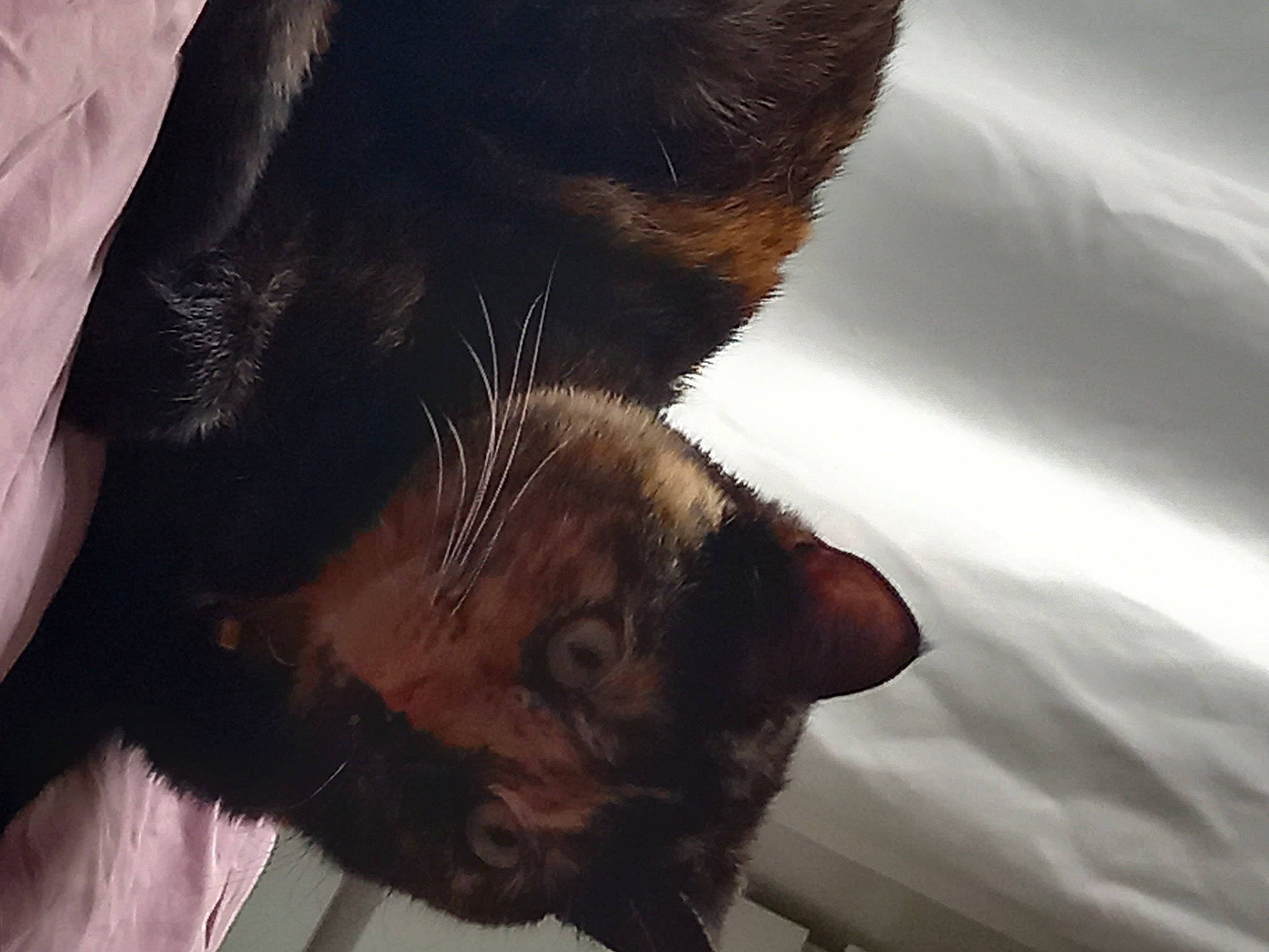 Roxy participe au concours pour gagner de l'argent avec cette photo : beard, brown, carnivore, cat, close_up, comfort, dog_breed, ear, eye, facial_hair, fawn, felidae, fur, gesture, liver, nose, small_to_medium_sized_cats, snout, tail, whiskers