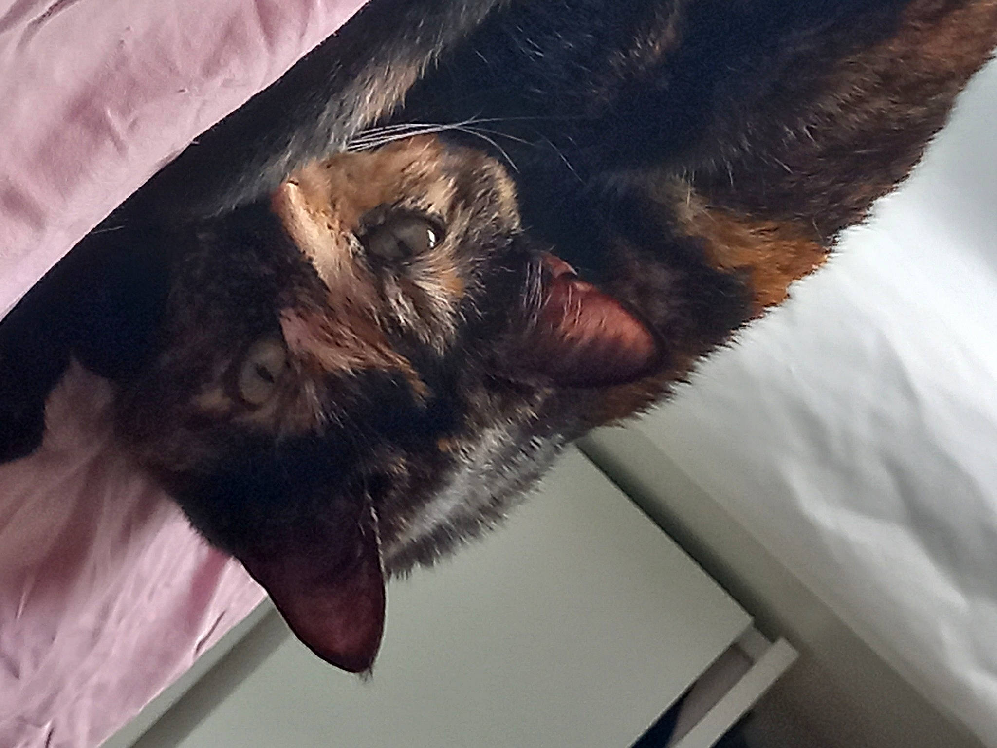 Roxy participe au concours pour gagner de l'argent avec cette photo : bat, big_brown_bat, canidae, carnivore, cat, claw, companion_dog, dog_breed, ear, fawn, felidae, fur, little_red_flying_fox, liver, small_to_medium_sized_cats, snout, sporting_group, tail, whiskers, working_animal