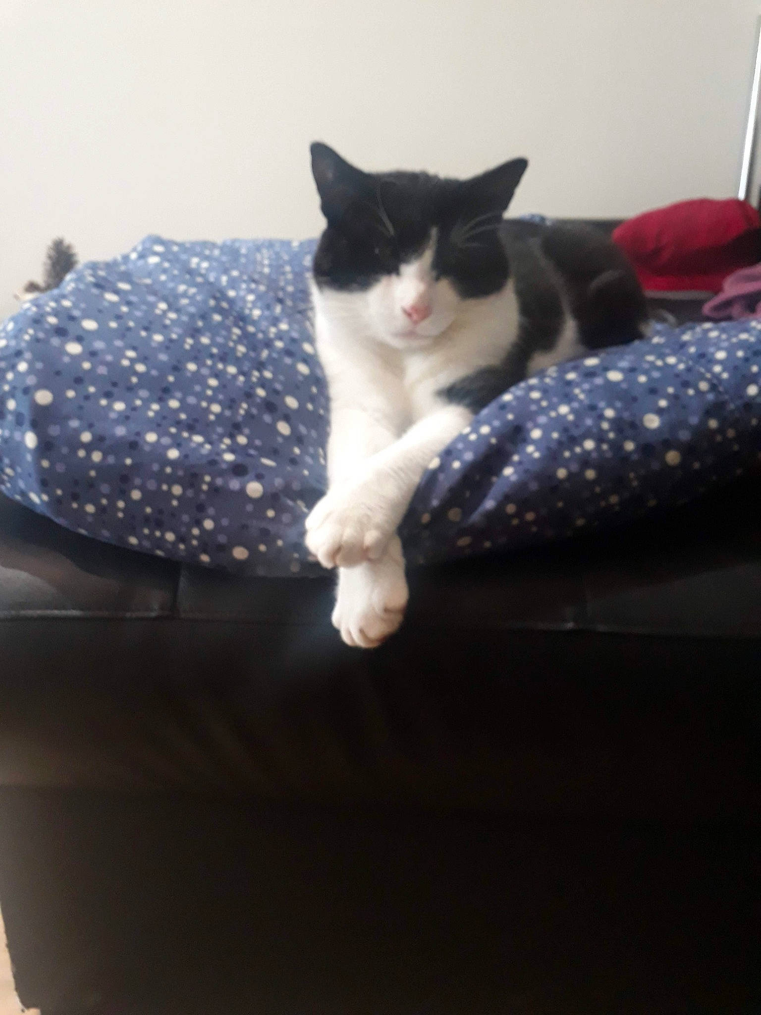 Simba participe au concours pour gagner de l'argent avec cette photo : box, carnivore, cat, cat_supply, comfort, domestic_short_haired_cat, felidae, flooring, fur, grey, linens, pattern, paw, room, sitting, small_to_medium_sized_cats, tail, textile, whiskers