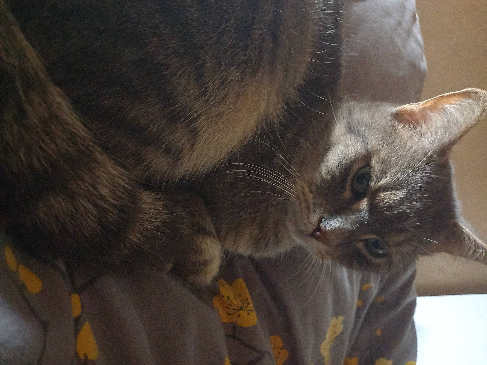 Titi a rejoint le concours — aidez-le/la à gagner de superbes lots ! carnivore, cat, claw, comfort, domestic_short_haired_cat, ear, eye, fawn, felidae, fur, grey, havana_brown, nap, paw, small_to_medium_sized_cats, tail, terrestrial_animal, tonkinese, whiskers, wildlife