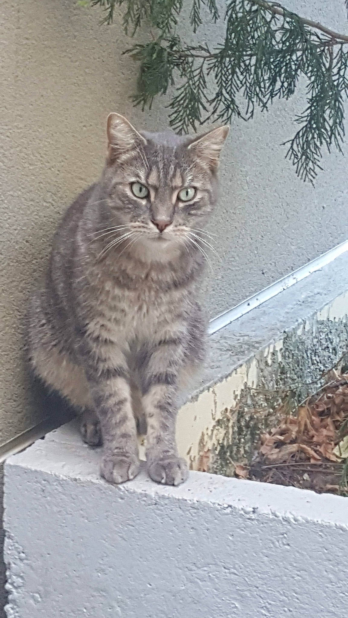 Titi participe au concours pour gagner de l'argent avec cette photo : birman, bobcat, carnivore, cat, domestic_short_haired_cat, eye, felidae, fur, grass, lynx, paw, plant, small_to_medium_sized_cats, snout, tail, terrestrial_animal, tree, whiskers, wildlife, window