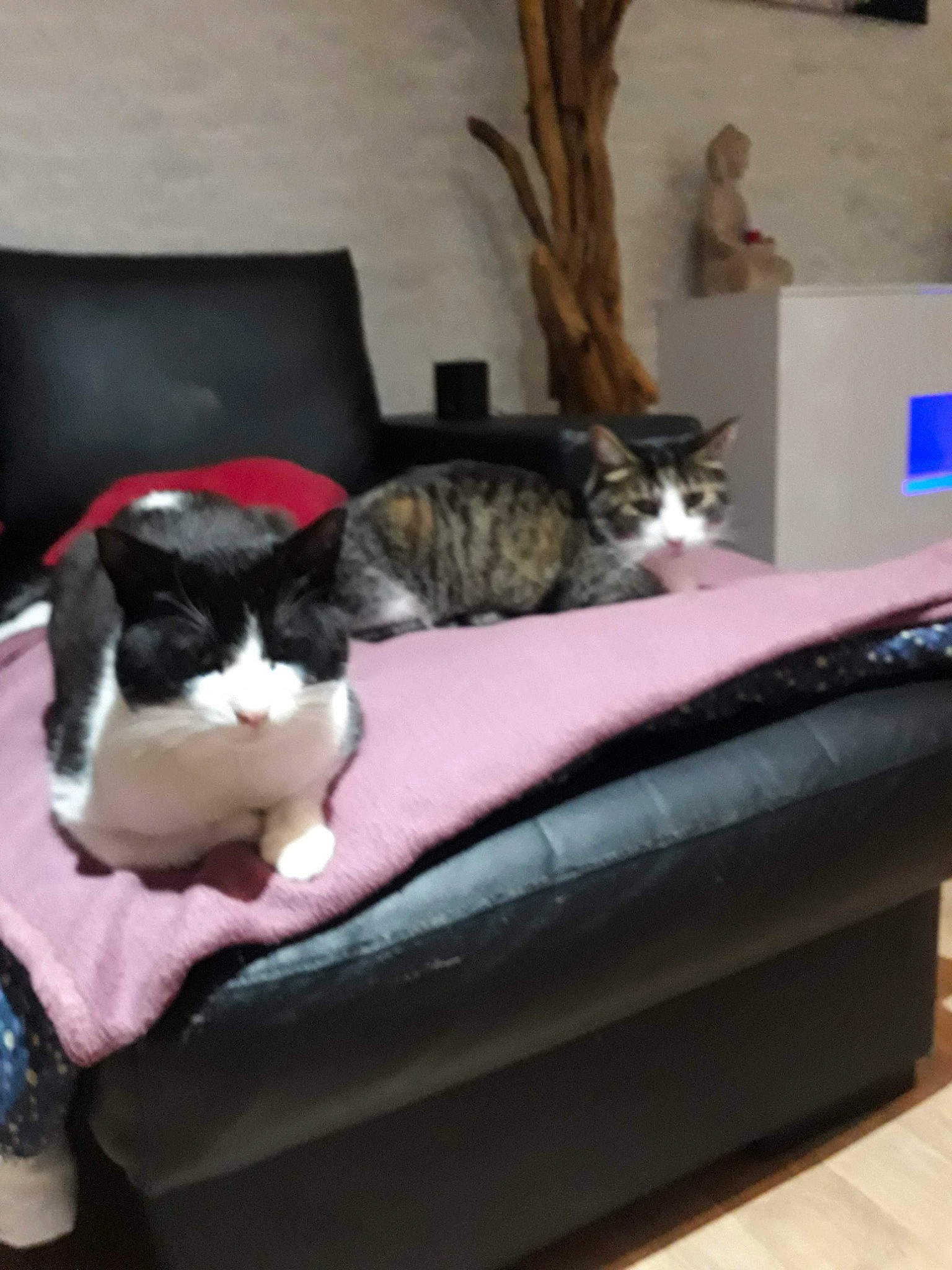 Lucky participe au concours pour gagner de l'argent avec cette photo : carnivore, cat, cat_bed, cat_supply, comfort, domestic_short_haired_cat, felidae, fur, hardwood, houseplant, living_room, nap, plant, room, sitting, small_to_medium_sized_cats, tail, tree, whiskers, wood