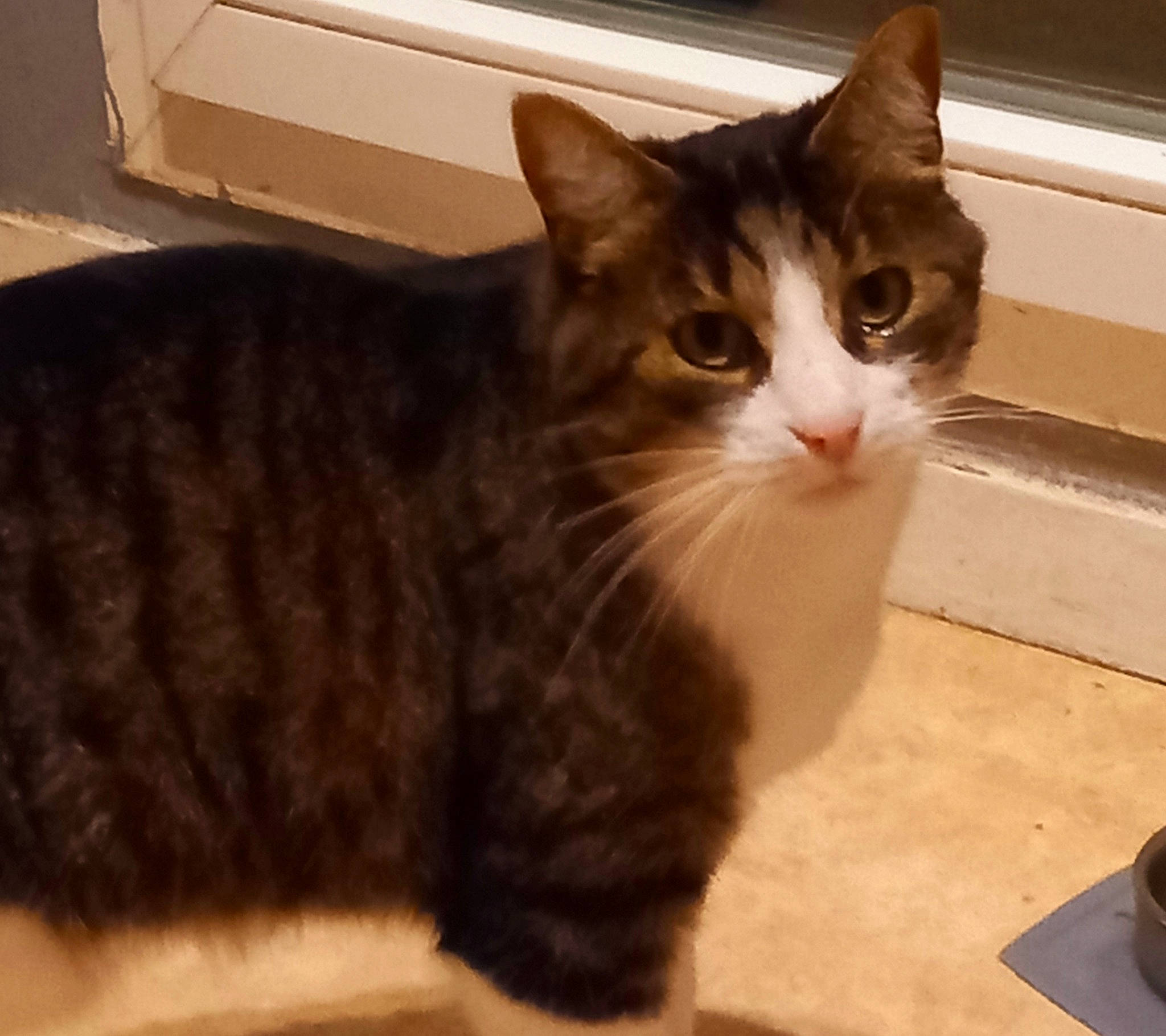 Lucky a rejoint le concours — aidez-le/la à gagner de superbes lots ! box, carnivore, cat, claw, comfort, domestic_short_haired_cat, fawn, felidae, flooring, fur, hardwood, paw, small_to_medium_sized_cats, snout, tail, terrestrial_animal, whiskers, window