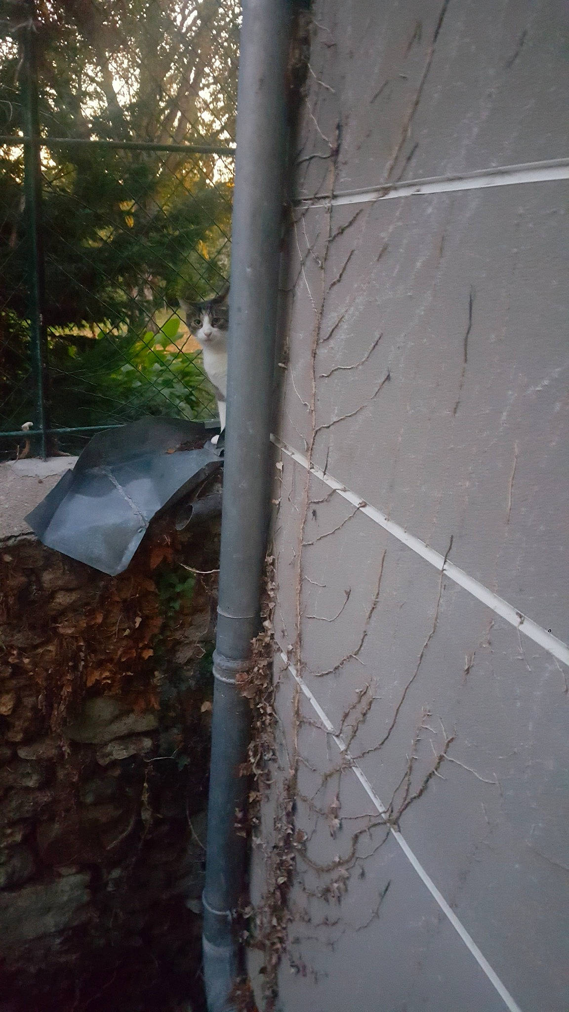 Lucky participe au concours pour gagner de l'argent avec cette photo : asphalt, automotive_exterior, automotive_tire, branch, composite_material, concrete, grass, grey, house, plant, road, road_surface, roof, shade, tints_and_shades, tree, trunk, twig, wood, woody_plant