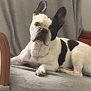 Nina participe au concours pour gagner de l'argent avec cette photo : dog, french_bulldog, black_and_white, pet, indoor, blanket, chair, fur, animal, cute, lying_down, ears, paw, face, expression, looking, cozy, resting, domestic, companion