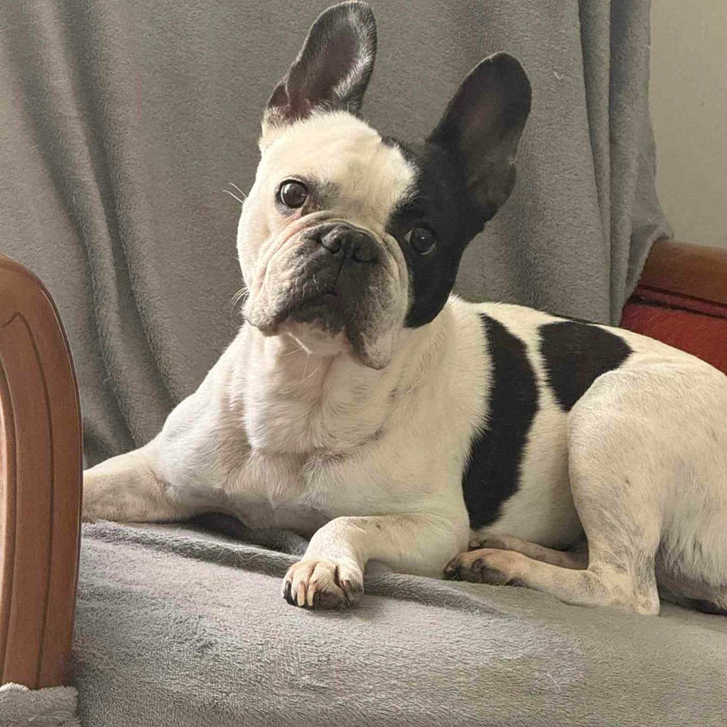 Nina participe au concours pour gagner de l'argent avec cette photo : animal, black_and_white, blanket, chair, companion, cozy, cute, dog, domestic, ears, expression, face, french_bulldog, fur, indoor, looking, lying_down, paw, pet, resting