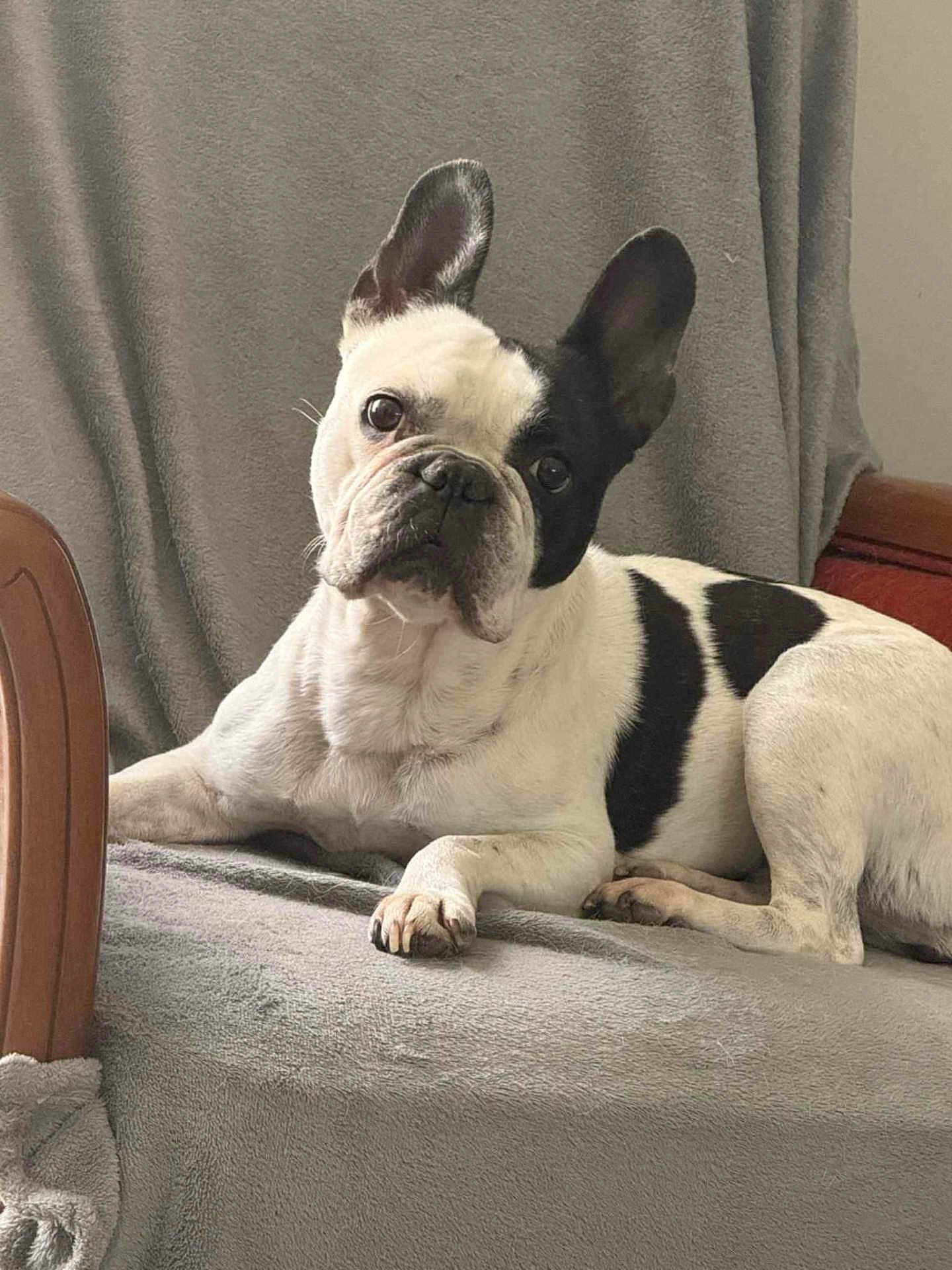 Nina participe au concours pour gagner de l'argent avec cette photo : dog, french_bulldog, black_and_white, pet, indoor, blanket, chair, fur, animal, cute, lying_down, ears, paw, face, expression, looking, cozy, resting, domestic, companion