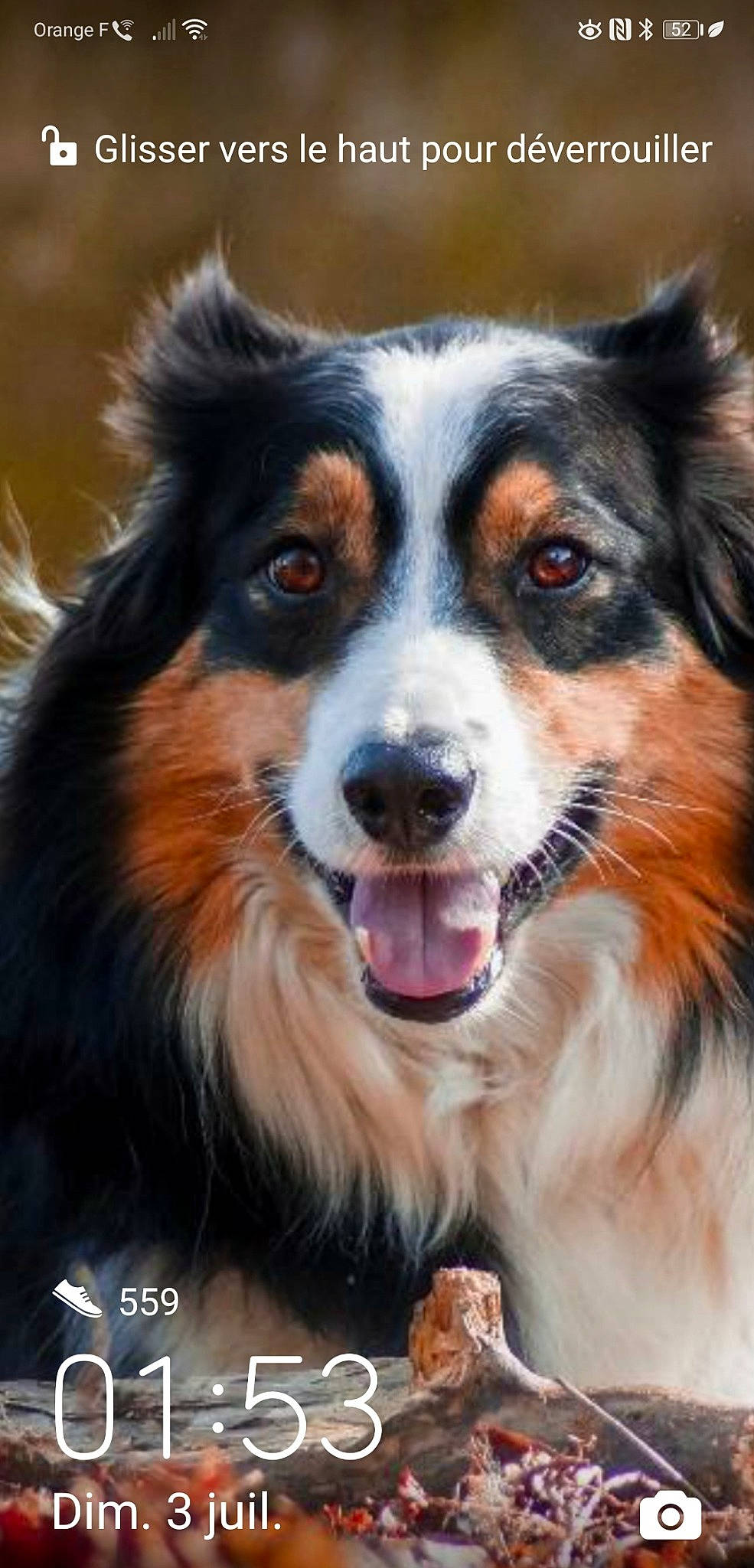 Jengo participe au concours pour gagner de l'argent avec cette photo : art, bernese_mountain_dog, carnivore, companion_dog, dog, dog_breed, fur, head, herding_dog, plant, snout, sporting_group, terrestrial_animal, whiskers, working_dog