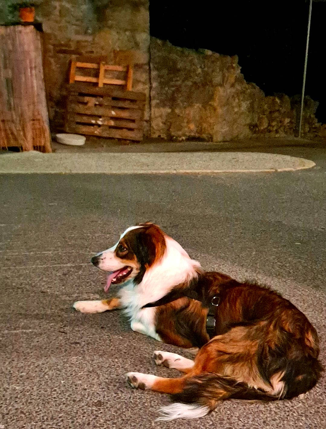 Socrate participe au concours pour gagner de l'argent avec cette photo : asphalt, carnivore, companion_dog, dog, dog_breed, door, fawn, flooring, fur, grass, road, road_surface, snout, sporting_group, street, tail, tints_and_shades, whiskers, window, wood