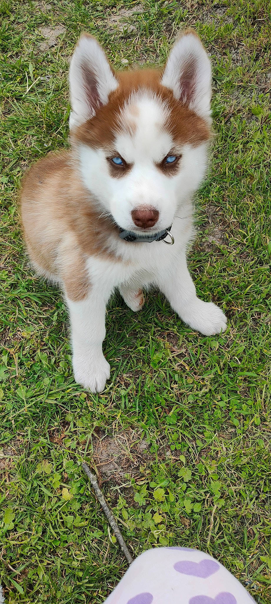 Tyron participe au concours pour gagner de l'argent avec cette photo : ancient_dog_breeds, canidae, canis, carnivore, companion_dog, dog, dog_breed, fawn, food, fur, grass, non_sporting_group, plant, snout, tail, terrestrial_animal, whiskers, wildlife, working_animal, working_dog