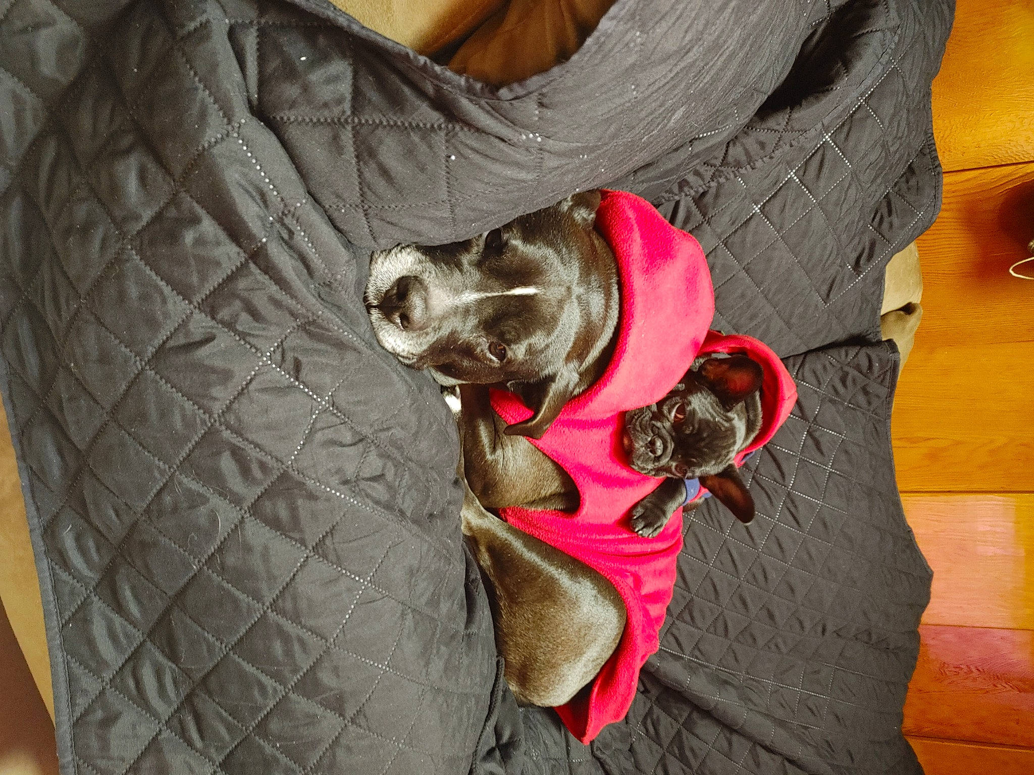 Geno Nena joined the competition — help win amazing prizes! automotive_tire, carnivore, collar, comfort, companion_dog, dog, dog_breed, dog_collar, dog_supply, fashion_accessory, fawn, grey, leg, rim, sleeve, snout, synthetic_rubber, tire, tread, working_animal