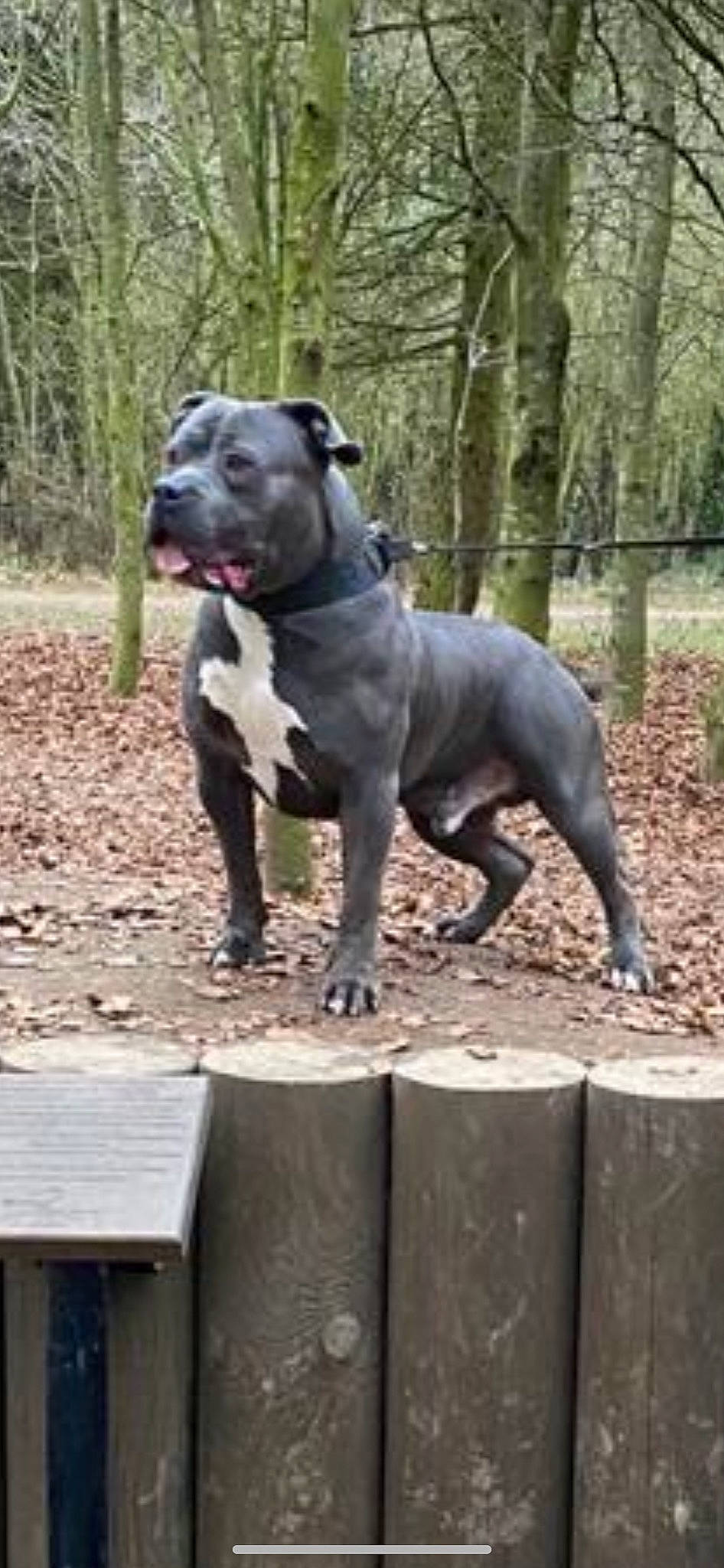 Sugar Ray is registered to the contest to win money with this photo: ancient_dog_breeds, carnivore, companion_dog, dog, dog_breed, grass, hunting_dog, molosser, non_sporting_group, pet_supply, plant, snout, sporting_group, tail, terrestrial_animal, tree, wood, working_animal, working_dog