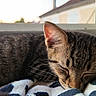 Wilona a rejoint le concours — aidez-le/la à gagner de superbes lots ! cat, kitten, sleeping, tabby, animal, pet, cozy, blanket, window, indoor, resting, fur, whiskers, ears, closeup, cute, domestic, young, peaceful, soft