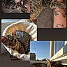 kitten, tabby, cat, sleeping, resting, tattoo, arm, blanket, bed, sunlight, window, indoor, cozy, pet, cute, fur, animal, relaxing, collage, comfy