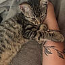 kitten, tabby, cat, pet, sleeping, cuddle, paw, arm, bracelet, tattoo, soft, blanket, gray, fur, rest, cute, snuggle, animal, domestic, closeup