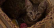 Wilona participe au concours pour gagner de l'argent avec cette photo : cat, kitten, basket, woven_basket, toy, floor, wood_floor, indoor, pet, tabby_cat, animal, cute, cozy, small, playful, looking, ears, whiskers, fur, relaxing