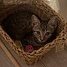 cat, kitten, basket, woven_basket, toy, floor, wood_floor, indoor, pet, tabby_cat, animal, cute, cozy, small, playful, looking, ears, whiskers, fur, relaxing