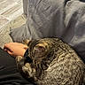 Wilona a rejoint le concours — aidez-le/la à gagner de superbes lots ! cat, tabby_cat, sleeping, curled_up, couch, cushion, indoor, hand, person, lap, fur, striped, relaxing, pet, cozy, resting, domestic_animal, feline, close_up, comfort