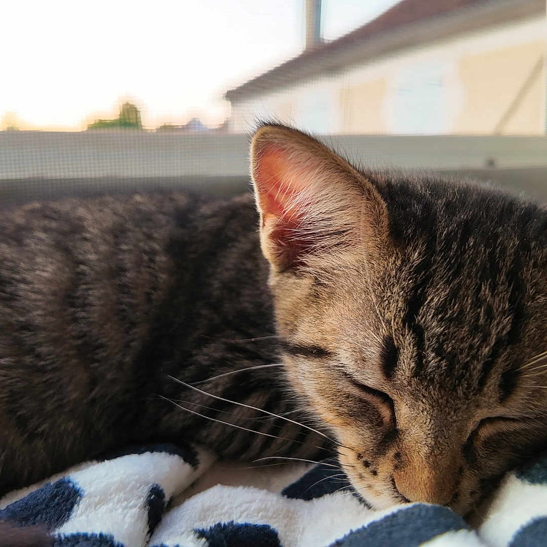 Wilona a rejoint le concours — aidez-le/la à gagner de superbes lots ! cat, kitten, sleeping, tabby, animal, pet, cozy, blanket, window, indoor, fur, whiskers, closeup, resting, cute, domestic_animal, young, peaceful, soft, natural_light