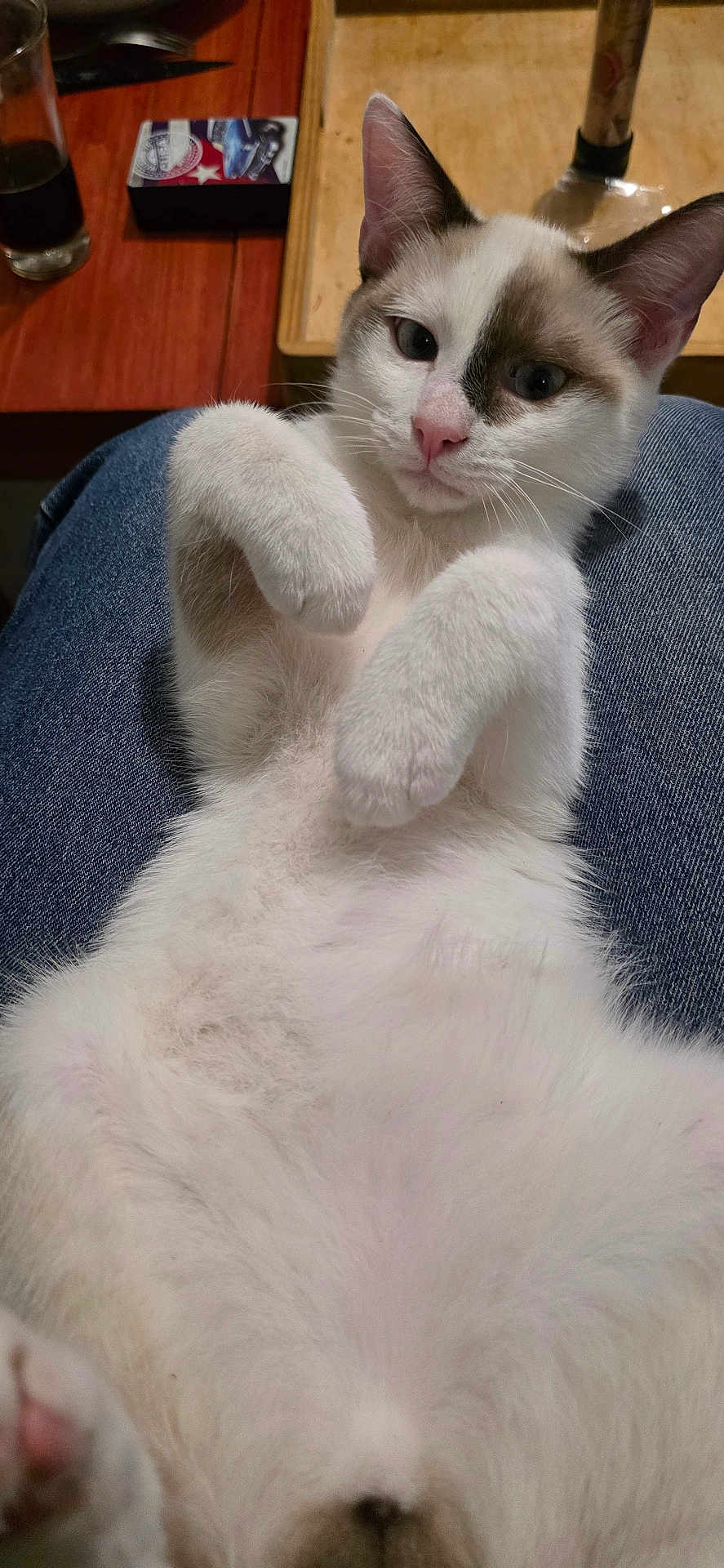 Randy participe au concours pour gagner de l'argent avec cette photo : cat, pet, animal, white_fur, brown_fur, lap, relaxed, indoor, table, glass, box, curious, paws, fur, cute, domestic, resting, closeup, mammal, young