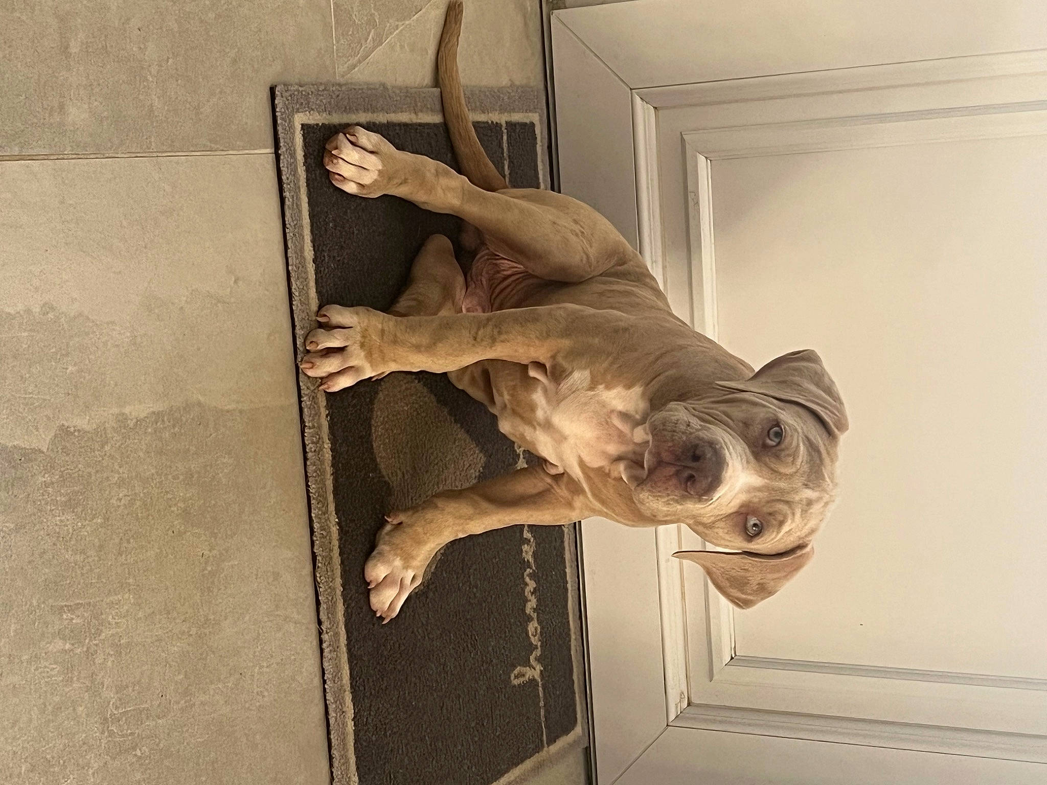 Ares participe au concours pour gagner de l'argent avec cette photo : art, canidae, carnivore, ceiling, dog, dog_breed, door, fawn, felidae, metal, sculpture, skeleton, sporting_group, statue, tail, terrestrial_animal, tree, visual_arts, wood, working_animal