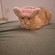 Raton participe au concours pour gagner de l'argent avec cette photo : cat, orange_cat, pet, animal, feline, pink_hat, plush_hat, costume, bed, bedroom, indoors, loaf_position, sitting, fur, whiskers, eyes, portrait, cute, funny, home